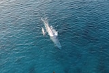 Aerial shot of a whale and calf in water.