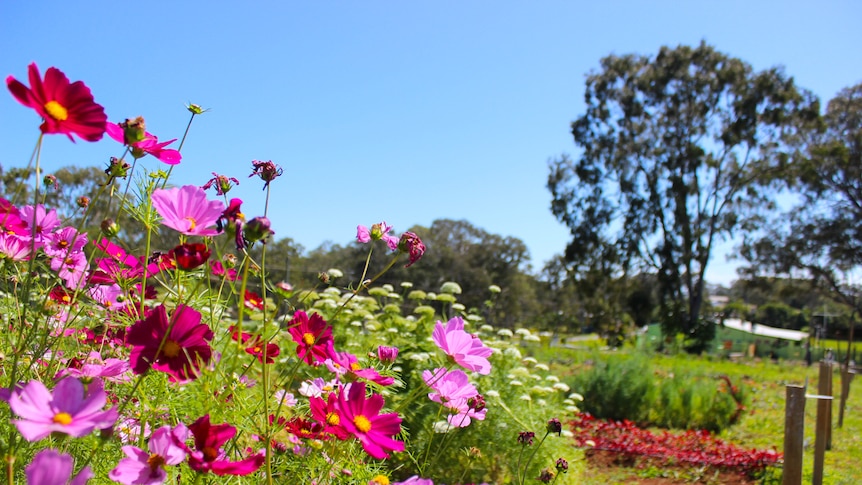 Pink small flowers line a flower farm.