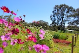 Pink small flowers line a flower farm.