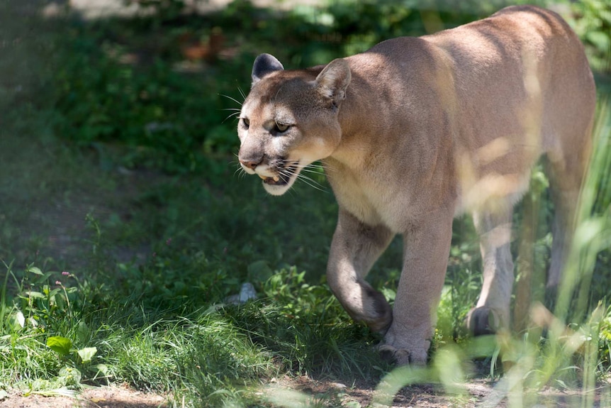 A mountain lion walks through grass and dappled light.