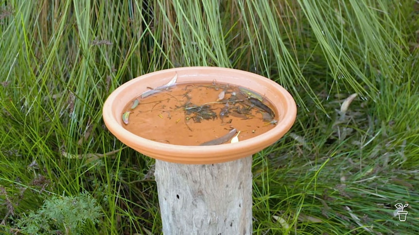 A terracotta birdbath dish on the top of a trunk base.
