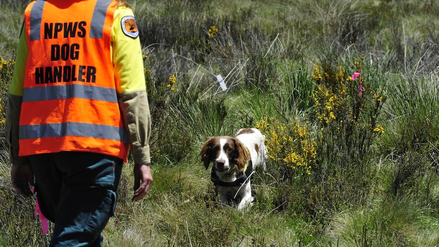 A dog and its handler working in grassland.