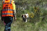 A dog and its handler working in grassland.