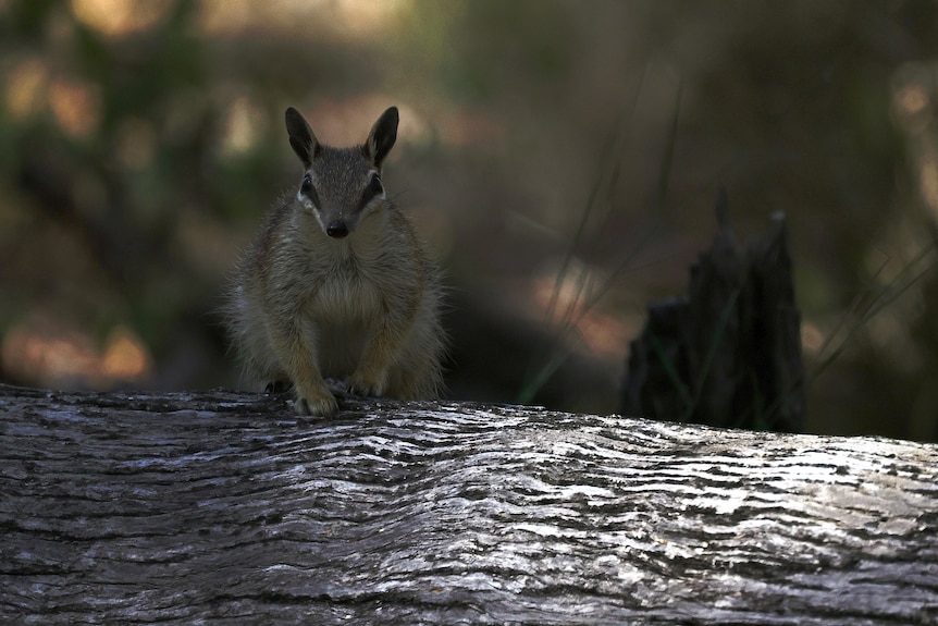 A numbat on a log in bushland