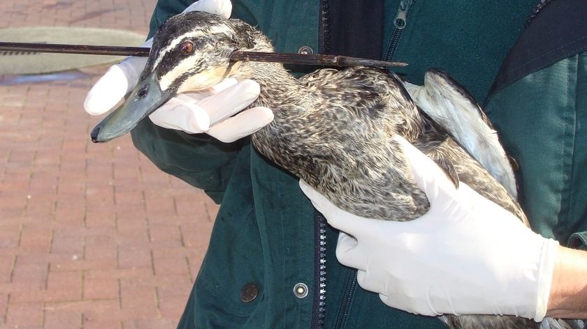 The injured Pacific Black Duck