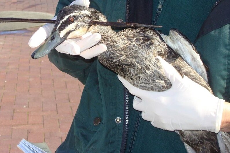 The injured Pacific Black Duck