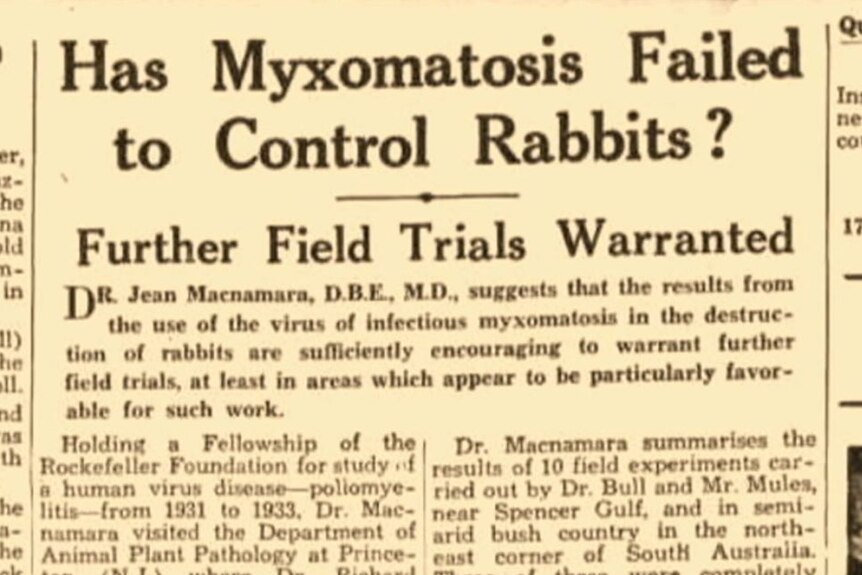 A newspaper clipping, with headline reading: Has Myxomatosis Failed to Control Rabbits?