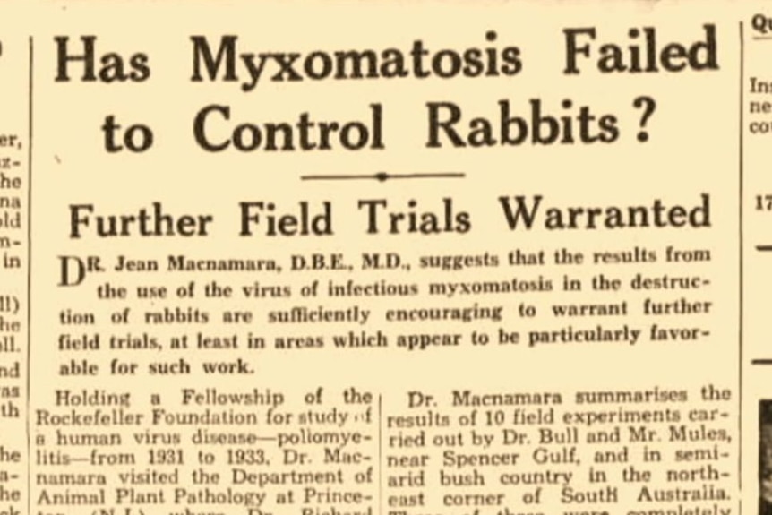 A newspaper clipping, with headline reading: Has Myxomatosis Failed to Control Rabbits?
