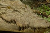 A saltwater crocodile