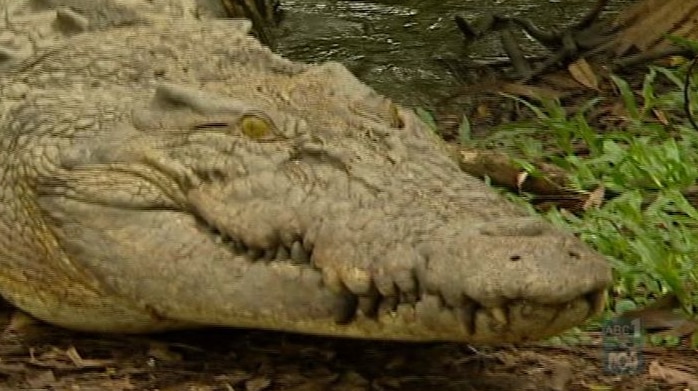 A saltwater crocodile