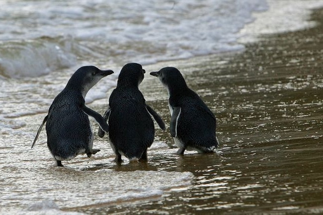 Wildlife officers suspect the penguins were the victims of a dog attack.