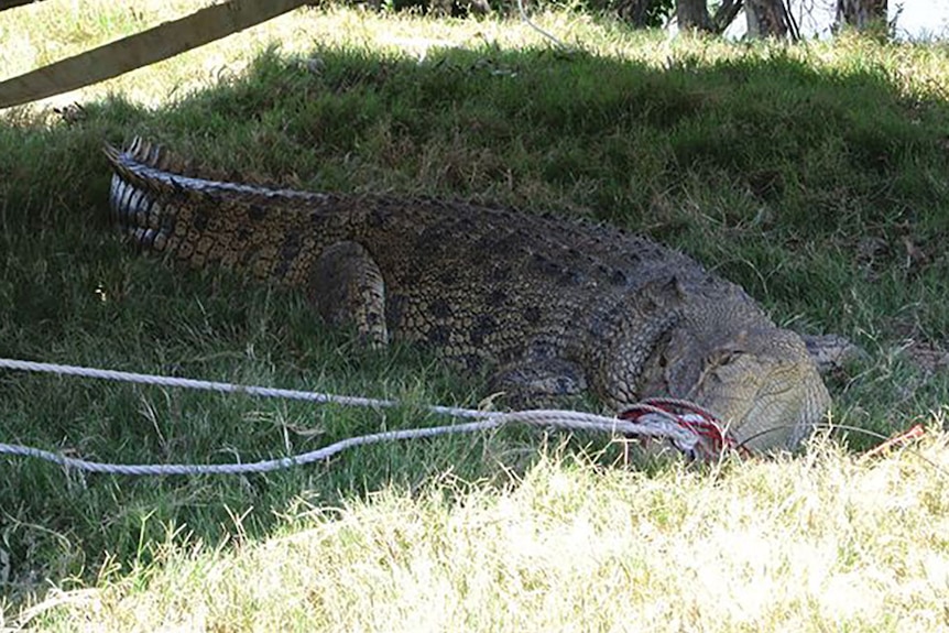 Crocodile nicknamed Mary Crocins caught near Qld town of Maryborough.