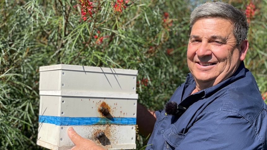 Off-season native bee carers give macadamia farmer a pollination backup plan against varroa mite