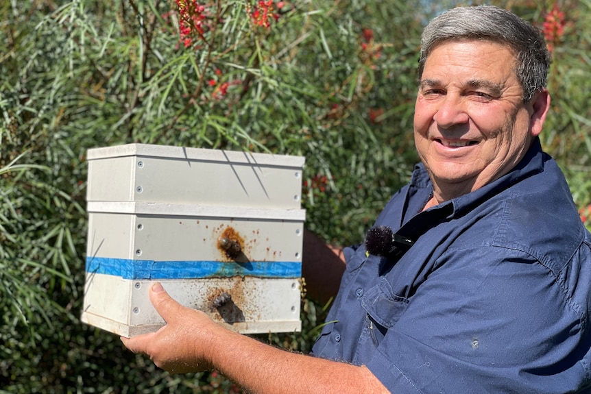 A mid shot of a man in a blue work shirt holding a small house-like native bee hive in front of a grevillia bush