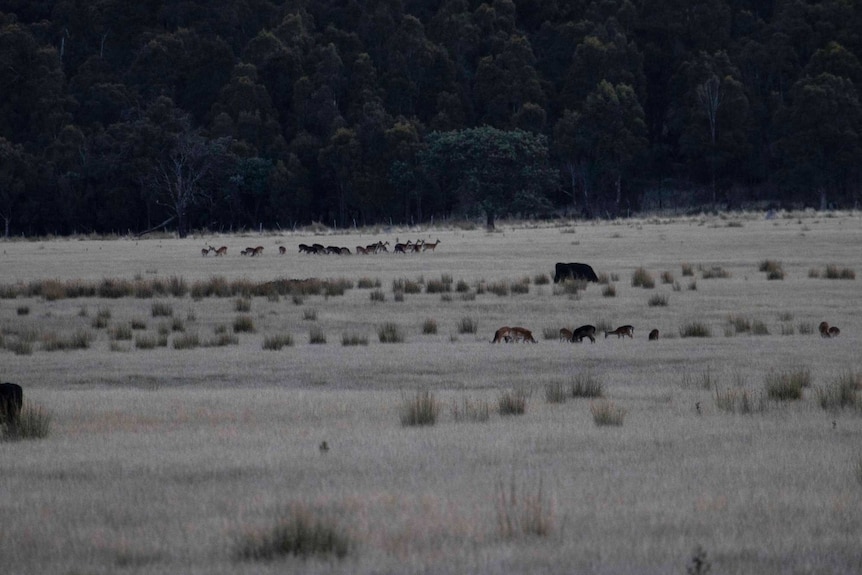 A large group of deer grazing in a paddock of a farm with bushland in the background.