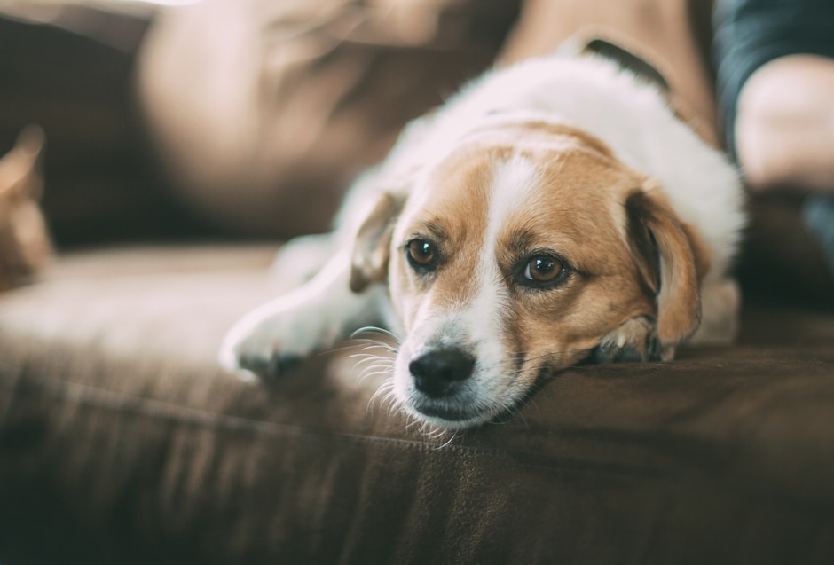 Protect Your Dog From Canine Ehrlichiosis, A New Deadly Disease ...