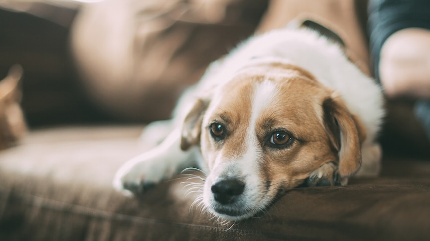 A sad and lonely dog sits on a couch.