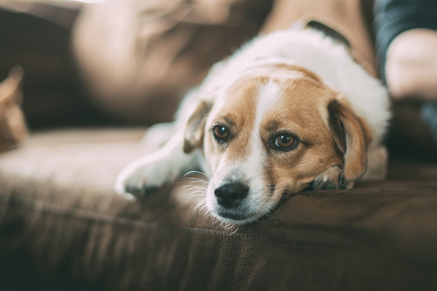 A sad and lonely dog sits on a couch.