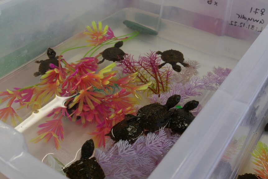 Turtle enclosure 