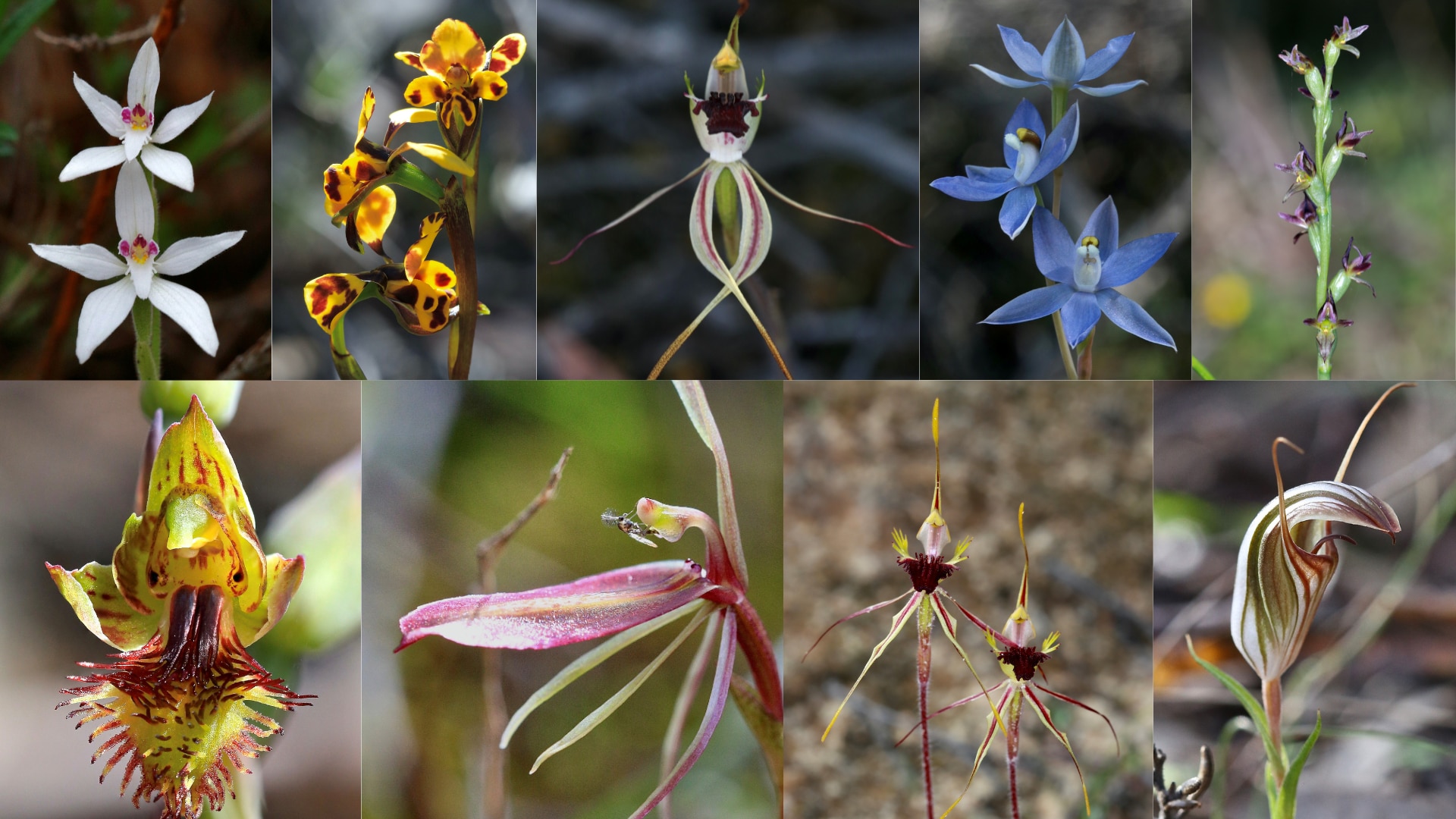 Collage of native orchids photographs of close ups of white, yellow, pink , green, and blue orchids