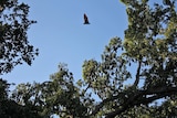 A flying fox flies past a colony of other bats in a tree in Charters Towers Queensland