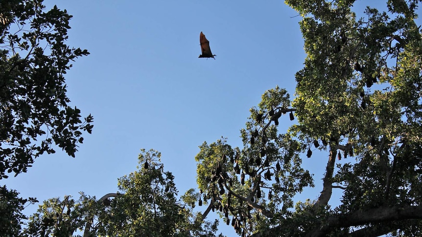 A flying fox flies past a colony of other bats in a tree in Charters Towers Queensland