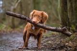 A puppy holds a big stick it its mouth on a muddy forest track.