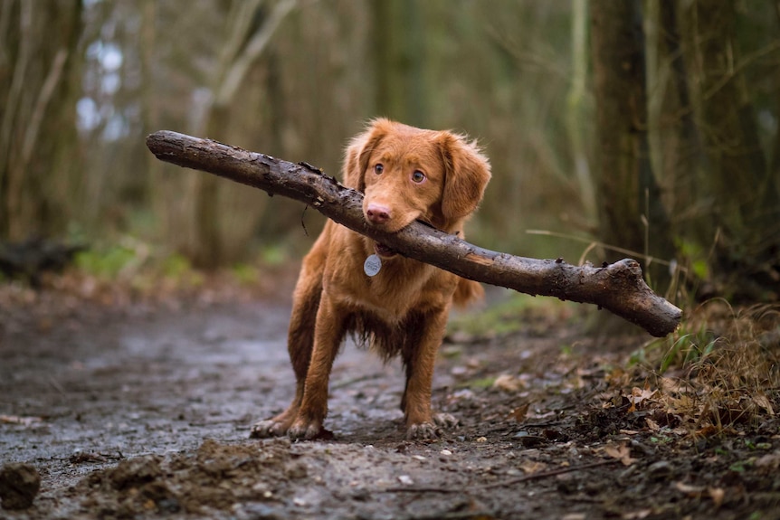 A puppy holds a big stick it its mouth on a muddy forest track.