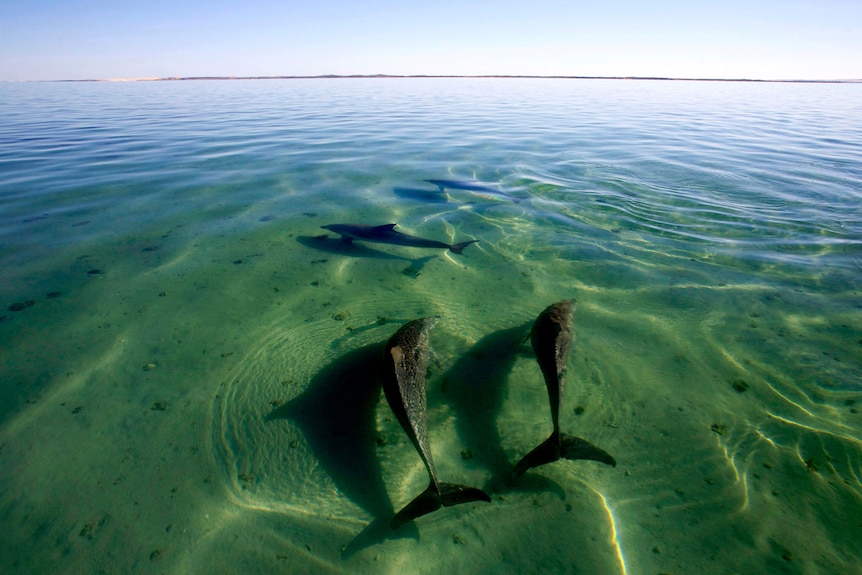 four dolphins swim in shallow water