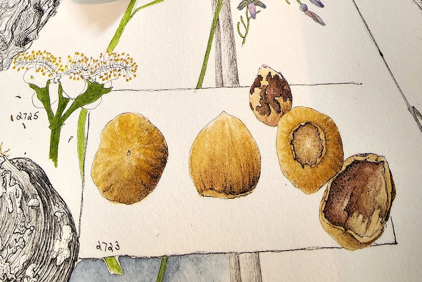A drawing containing three hazelnuts next to a number of drawings of plant species.