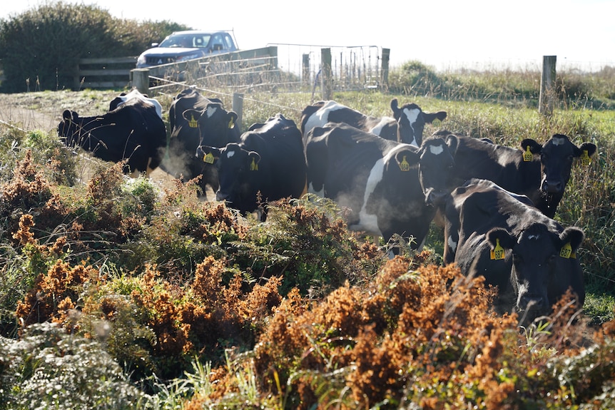 Dairy cows