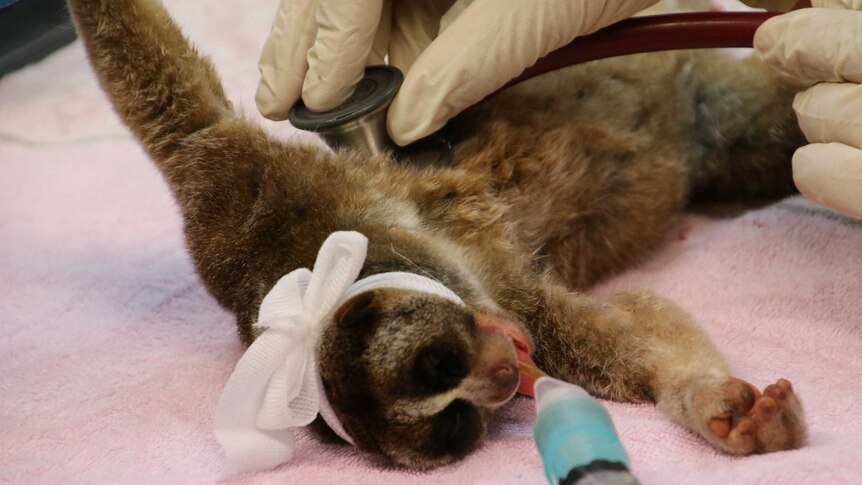 An anaesthetised slow loris receives a medical check up, with two gloved hands holding a stethoscope.