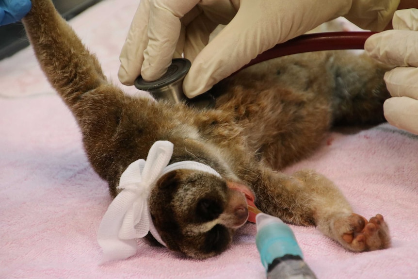 An anaesthetised slow loris receives a medical check up, with two gloved hands holding a stethoscope.