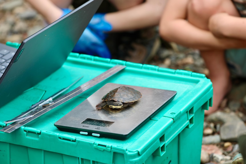 A small turtle sitting on a scale outdoors.