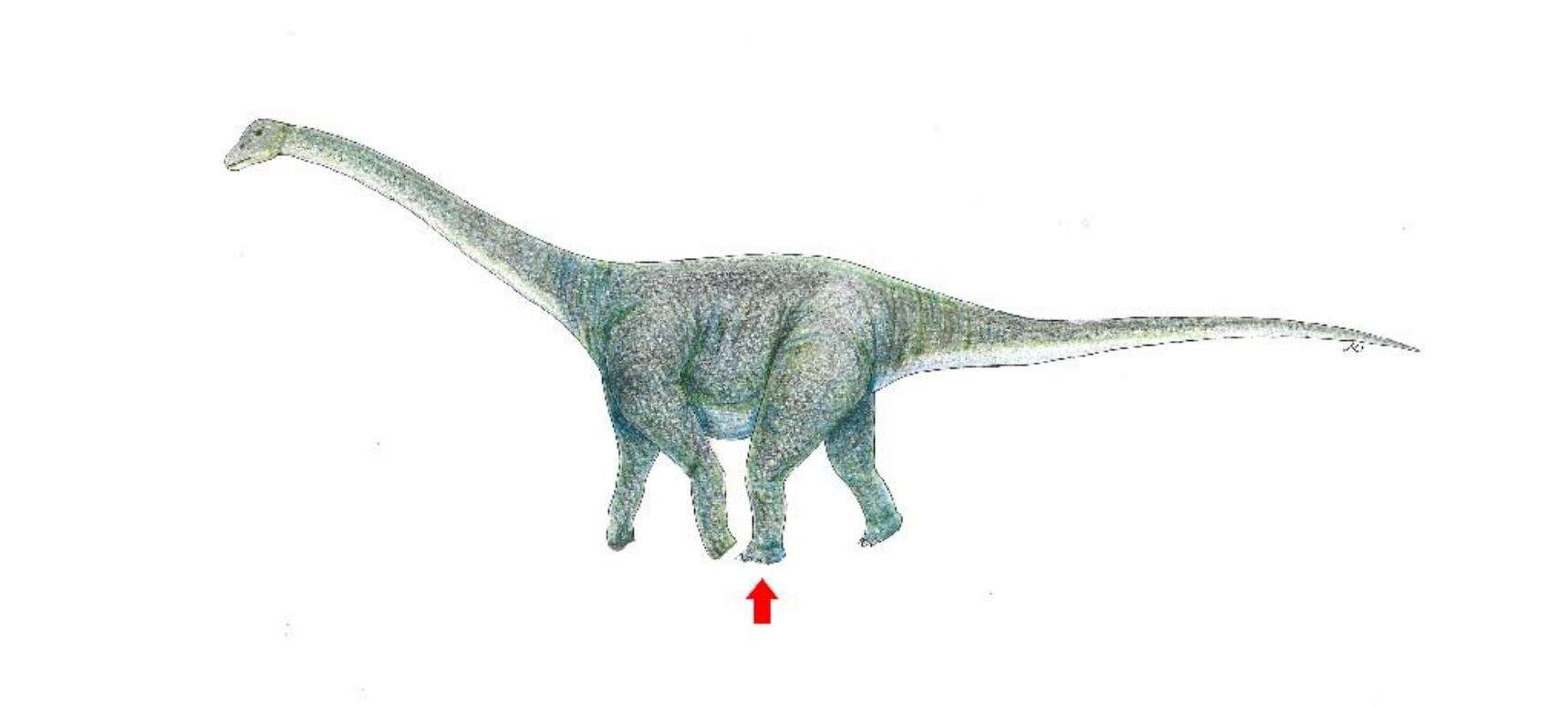 コレクション DINOSAURS found in mongorian gobi New Species Found