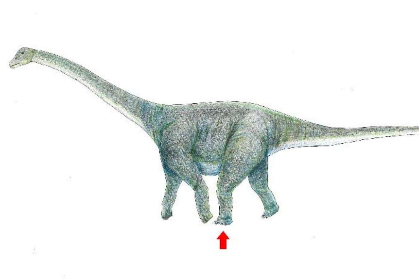 An illustration showing the dinosaur that may have left a footprint found in the Gobi Desert.