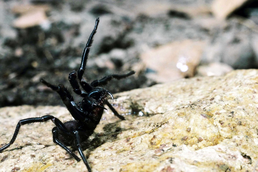 Fires, floods, now funnel-web spiders: Australia facing arachnid