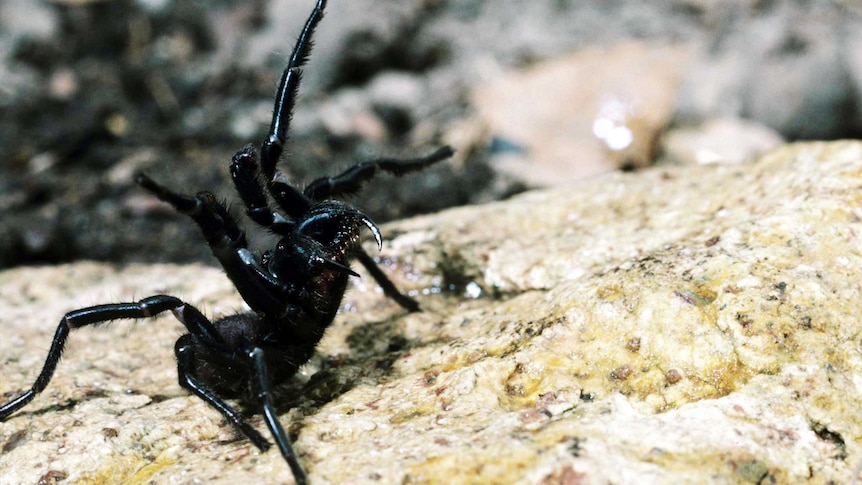 The spider lifts its front legs into the air and shows off its long fangs