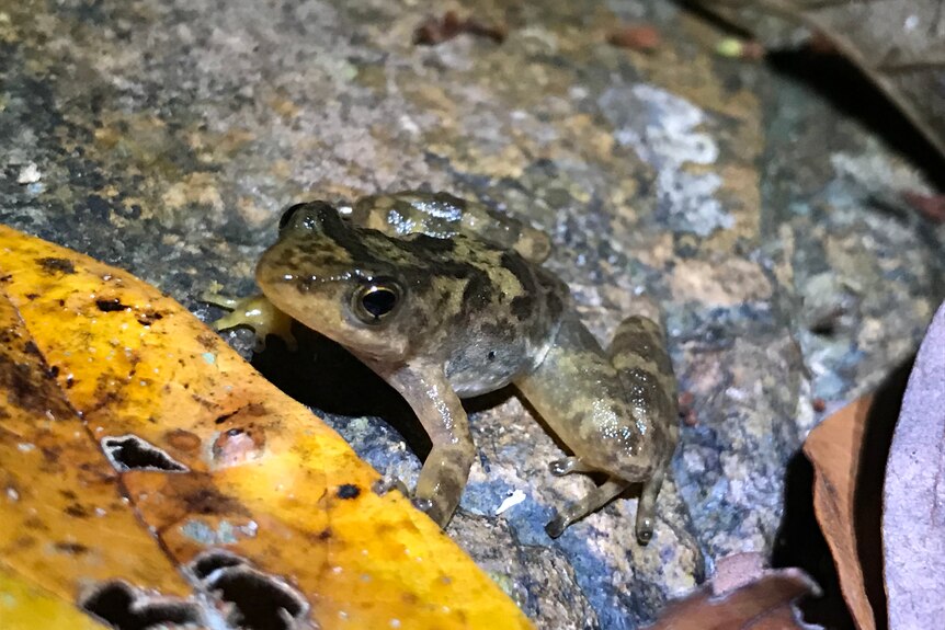 A brown splotchy coloured frog on a rock, next to a yellow leaf. 