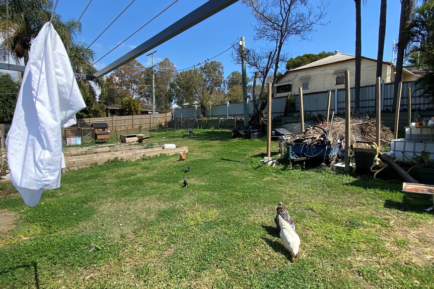 A backyard with chikens and a clothes line. 