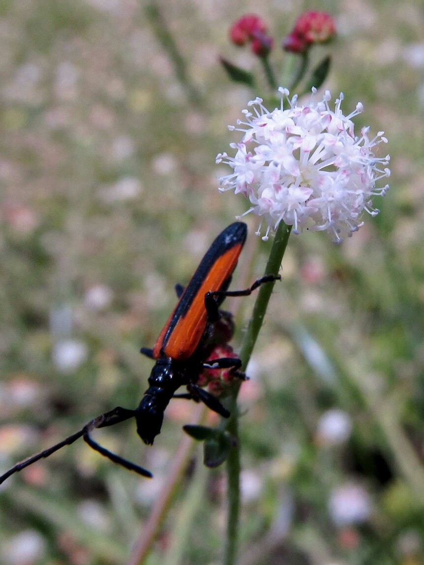 A close up of a plant with white flower and insect on stem