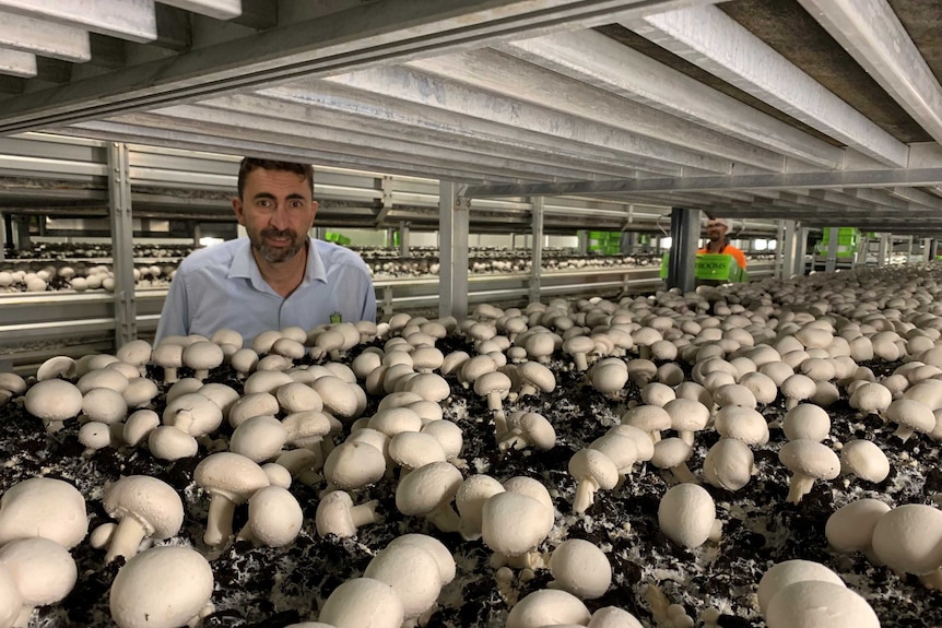 Man standing behind row of mushrooms