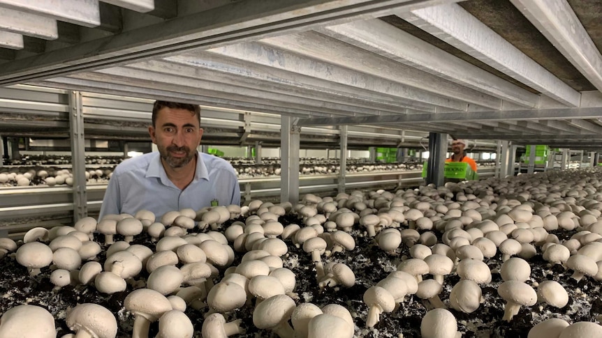 Man standing behind row of mushrooms.