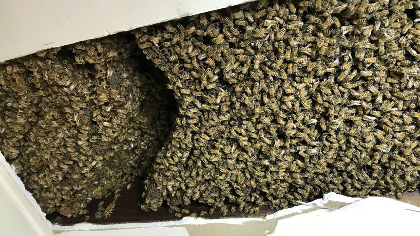 A mass of bees in the ceiling showing a gap where the first piece of honeycomb was removed.