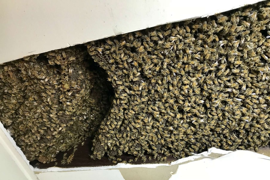 A mass of bees in the ceiling showing a gap where the first piece of honeycomb was removed.