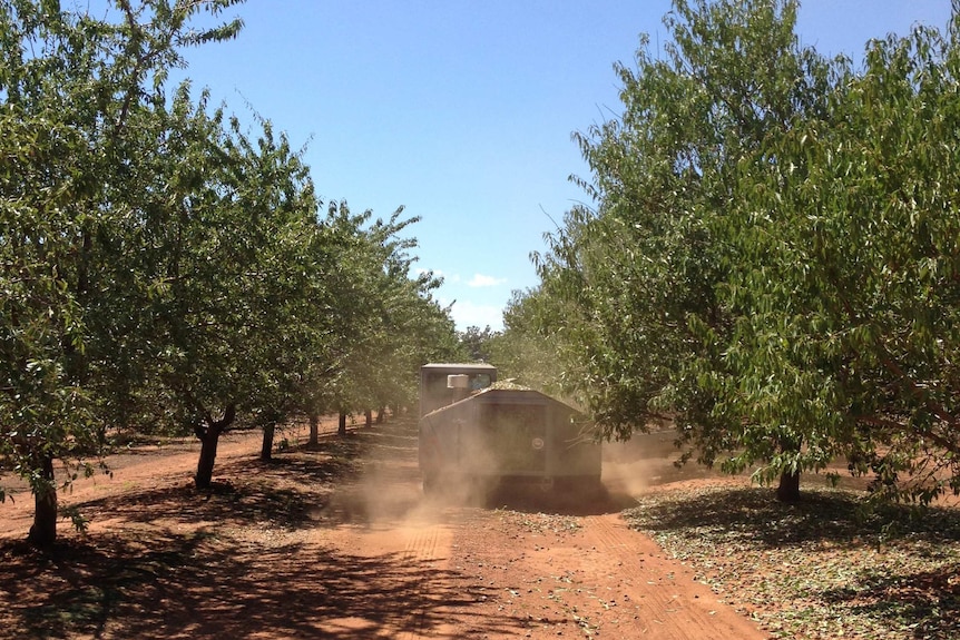 A harvester in a dusty almond plantation.