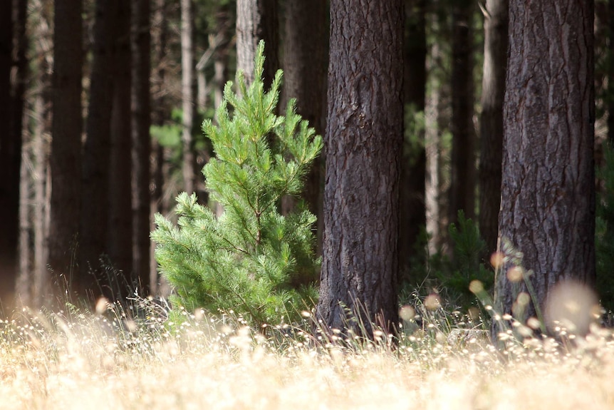 Radiata pine tree