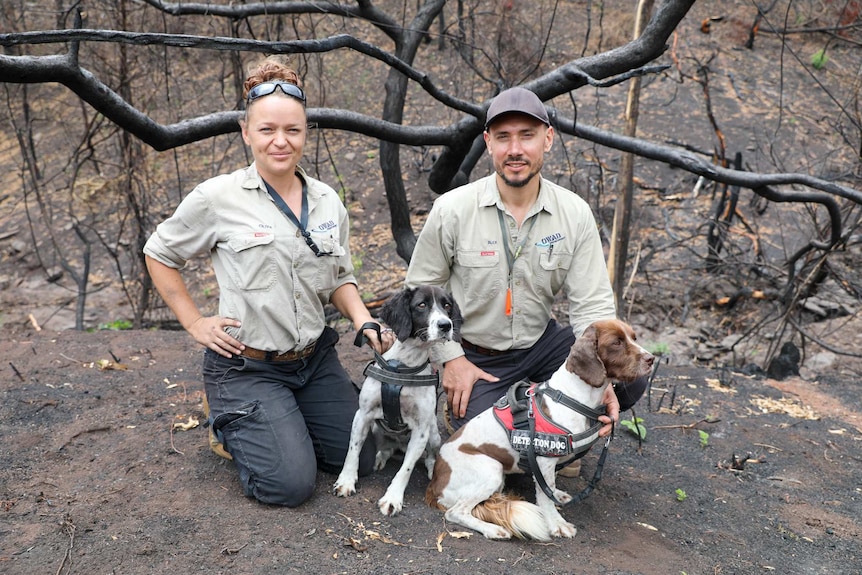 Two researchers kneel on the ground in burnt bushland, with two medium sized dogs.