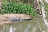 A crocodile lays on the banks of a river.