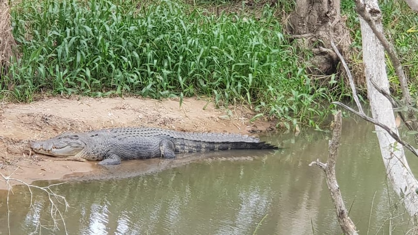 A crocodile lays on the banks of a river.